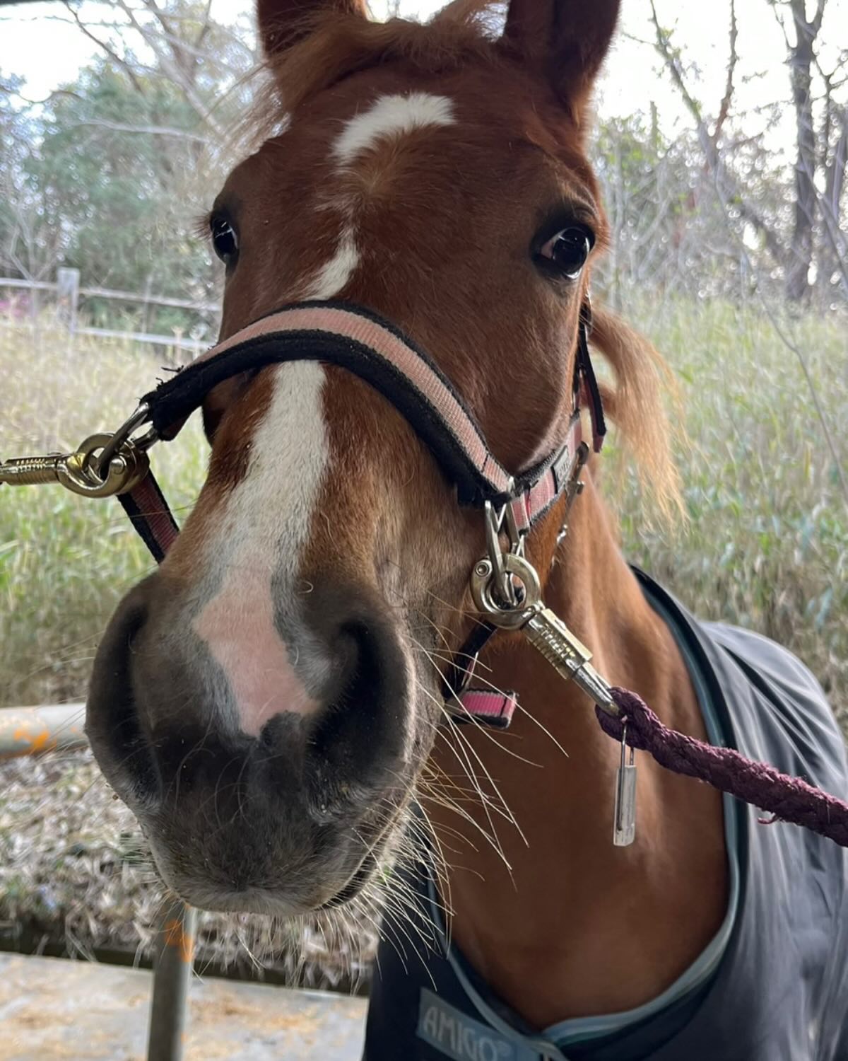 本日より、尾張旭市　森林公園　乗馬場にて
