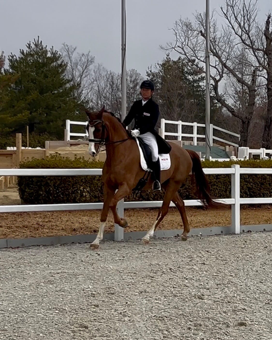 ひょうごスプリングホースショーに参加しています！