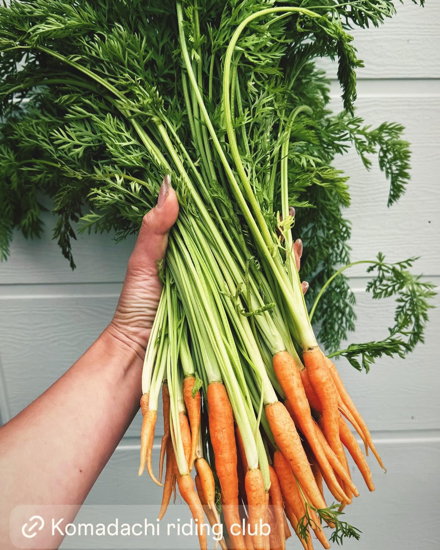 Komadachi Riding club