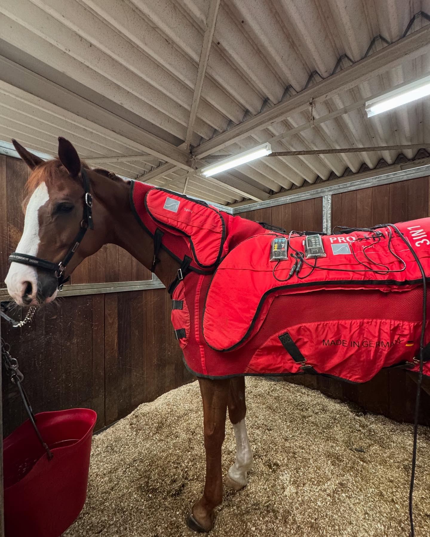 近畿馬術大会に参加するため、三木ホースランドパークに来ていま